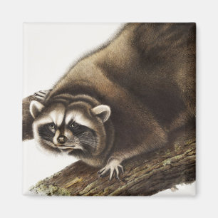 Raccoon (Procyonlotor) Illustratie Magneet