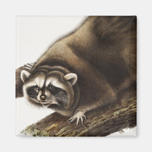 Raccoon (Procyonlotor) Illustratie Magneet (Voorkant)