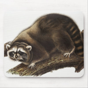 Raccoon (Procyonlotor) Illustratie Muismat