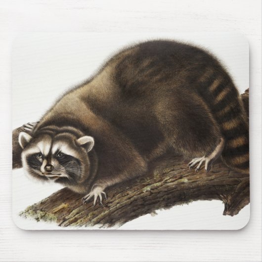 Raccoon (Procyonlotor) Illustratie Muismat (Voorkant)