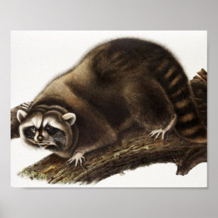 Raccoon (Procyonlotor) Illustratie Poster