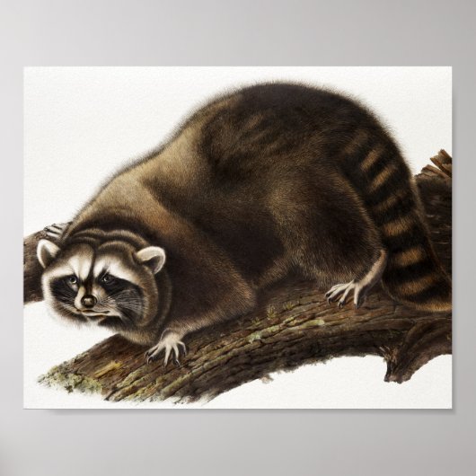 Raccoon (Procyonlotor) Illustratie Poster (Voorkant)