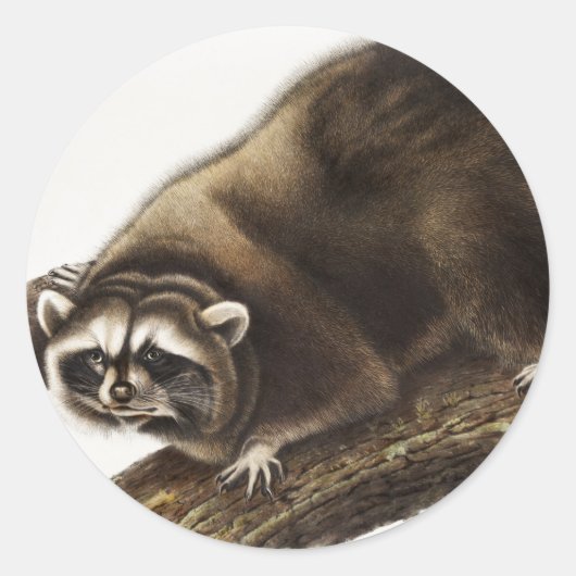 Raccoon (Procyonlotor) Illustratie Ronde Sticker (Voorkant)