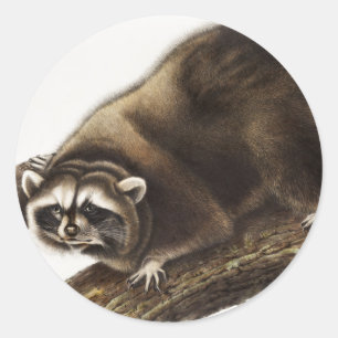 Raccoon (Procyonlotor) Illustratie Ronde Sticker