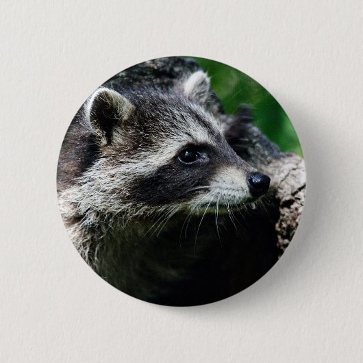 Raccoon profiel ronde button 5,7 cm (Voorkant)