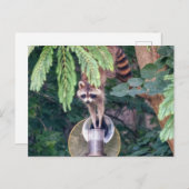 Raccoon Raiding the Bird Feeder Briefkaart (Voorkant / Achterkant)