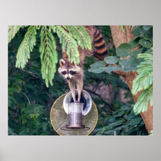 Raccoon Raiding the Bird Feeder Poster (Voorkant)