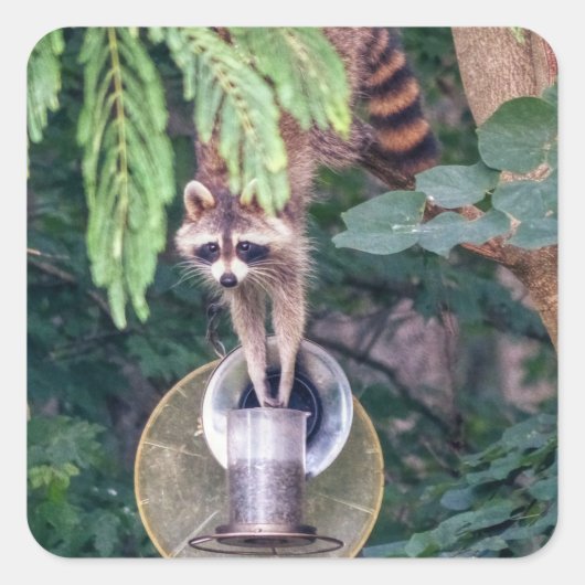 Raccoon Raiding the Bird Feeder Vierkante Sticker (Voorkant)