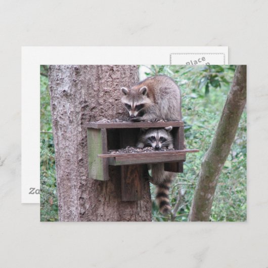 Raccoon Rascals Briefkaart (Voorkant / Achterkant)