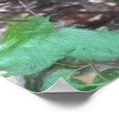 Raccoon Release Poster (Hoek)