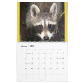 Raccoon Rescue and Release at Wild Blue Yonder 201 Kalender (Feb 2026)