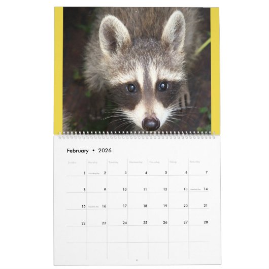 Raccoon Rescue and Release at Wild Blue Yonder 201 Kalender (Feb 2026)