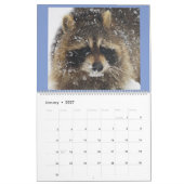 Raccoon Rescue and Release at Wild Blue Yonder 201 Kalender (Jan 2027)