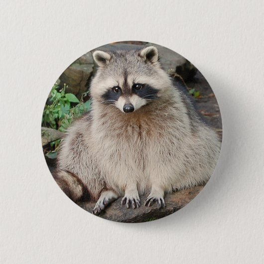 Raccoon Ronde Button 5,7 Cm (Voorkant)