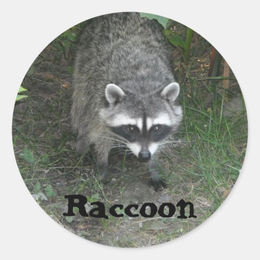 Raccoon Ronde Sticker (Voorkant)