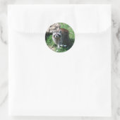 Raccoon Ronde Sticker (Tas)
