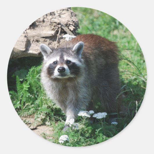 Raccoon Ronde Sticker (Voorkant)