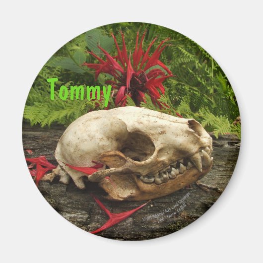 Raccoon schedel oud logboek met varens en rode Mon Magneet (Voorkant)