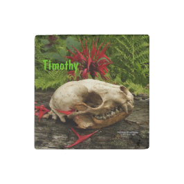 Raccoon schedel oud logboek met varens en rode Mon Stenen Magneet