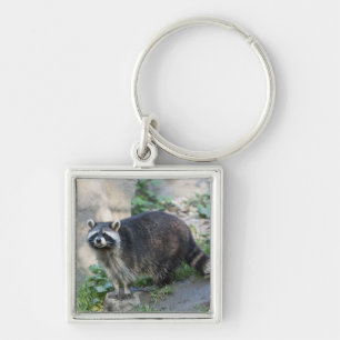 Raccoon Sleutelhanger