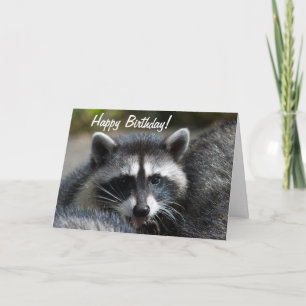 Raccoon Sluiten Kaart