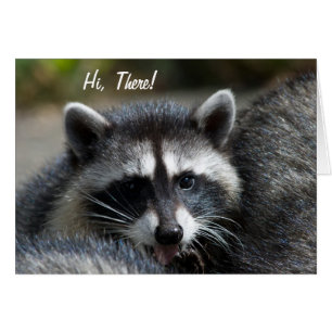 Raccoon Sluiten Kaart