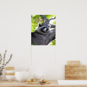Raccoon Sluiten Poster (Keuken)