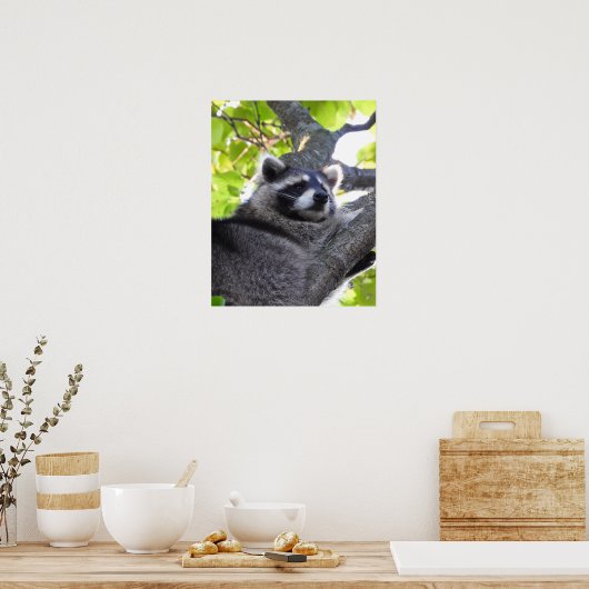 Raccoon Sluiten Poster (Keuken)