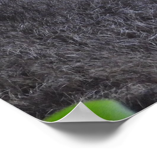 Raccoon Sluiten Poster (Hoek)