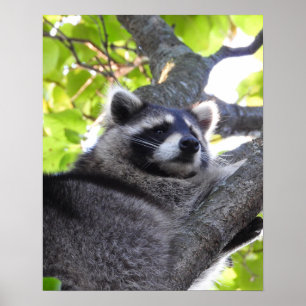 Raccoon Sluiten Poster