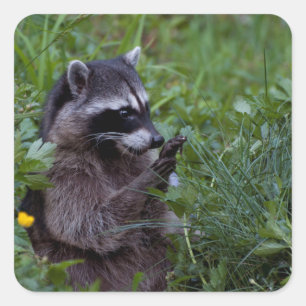 Raccoon spelen! vierkante sticker