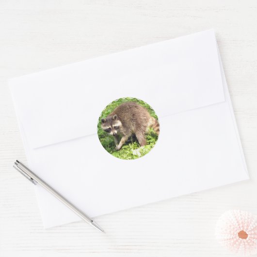 Raccoon Stickers (Envelop)