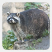 Raccoon Stickers (Voorkant)