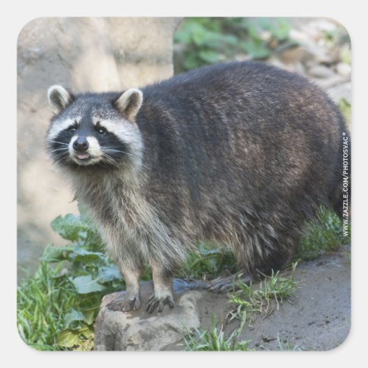 Raccoon Stickers (Voorkant)