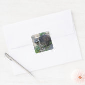 Raccoon Stickers (Envelop)