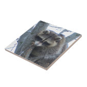 Raccoon Tegeltje (Zijkant)