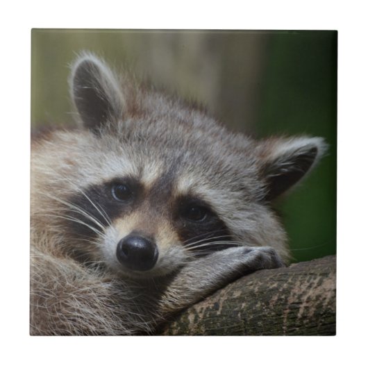Raccoon Tegeltje (Voorkant)