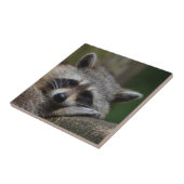 Raccoon Tegeltje (Zijkant)