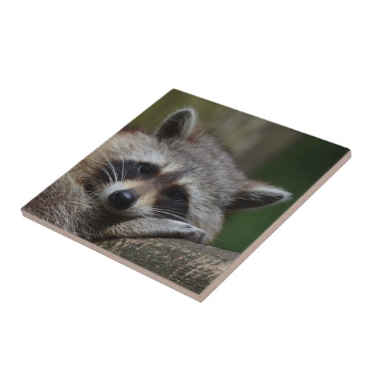 Raccoon Tegeltje (Zijkant)