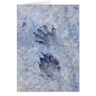 Raccoon Tracks-1