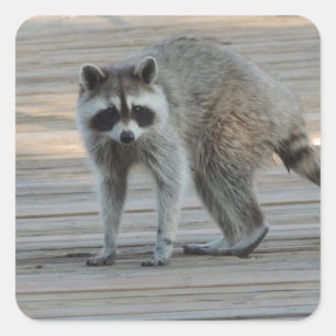Raccoon Vierkante Sticker