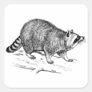 Raccoon Vierkante Sticker