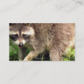Raccoon Visitekaartje (Achterkant)