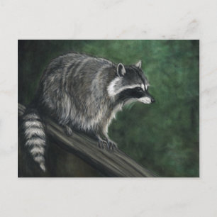 "Raccoon" Wildlife art Briefkaarten