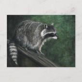 "Raccoon" Wildlife art Briefkaarten (Voorkant)