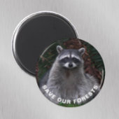 Raccoon Wildlife Foto Forest Conservation Magneet