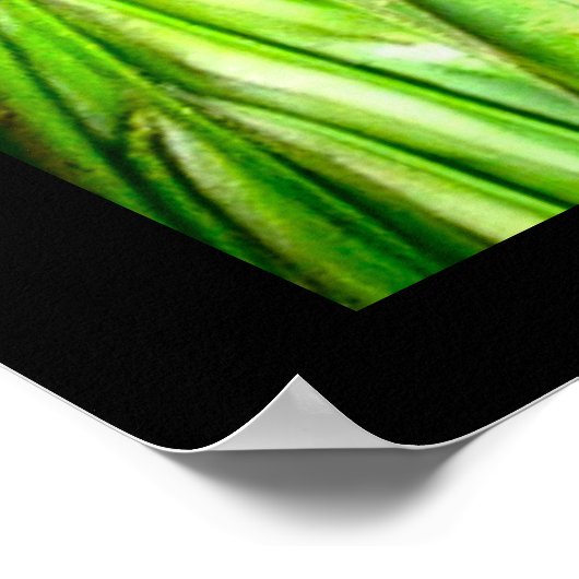 Raccoon Wildlife fotografie Poster (Hoek)