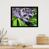 Raccoon Wildlife fotografie Poster (Keuken)