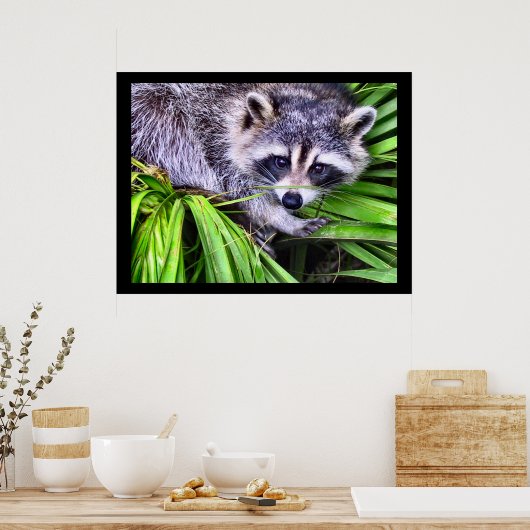 Raccoon Wildlife fotografie Poster (Keuken)