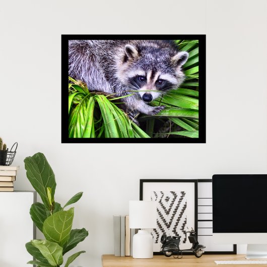 Raccoon Wildlife fotografie Poster (Thuiskantoor)